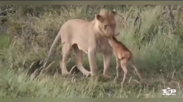 Lion Saves Baby Deer From hungry lion