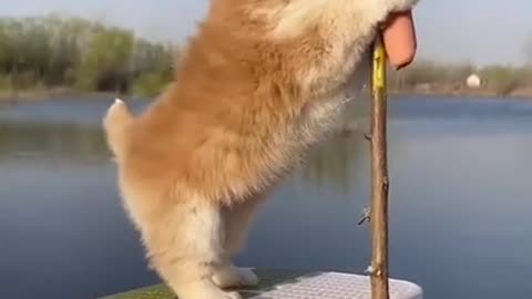 Adorable and Cute dog play himself funny video