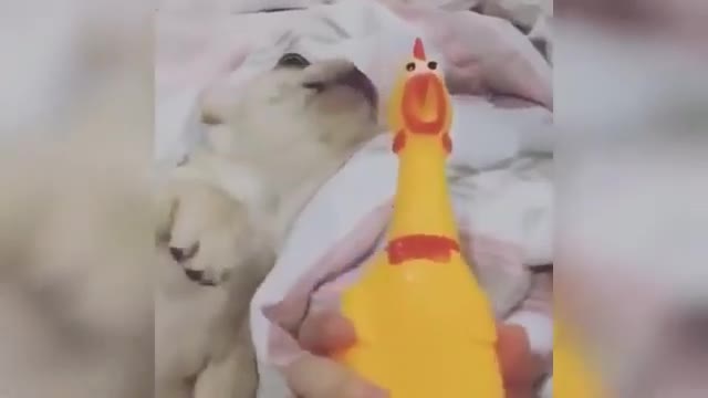 🤣 Funny Pets 🐶 Cute and 😻 Adorable Animals 🐻 I - 🐼 Awesome Funny 🐮 Pet Animals 🐯 Life Videos 2021 😇