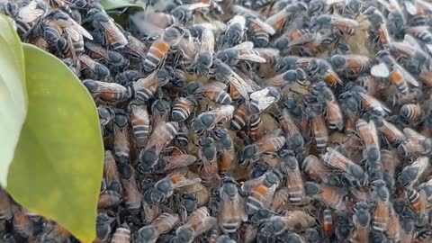 Close Shot of Hundreds of Bees