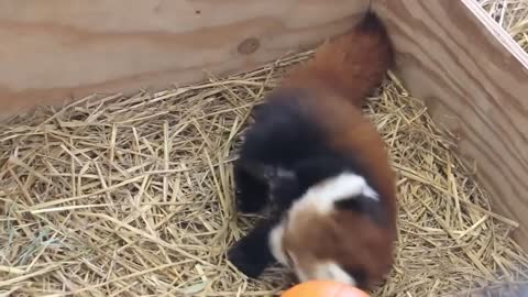 Red panda very nicely fight