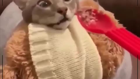 Funny cat