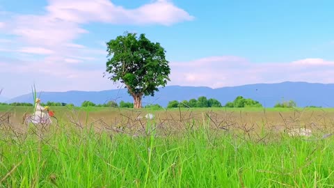 field in the sun