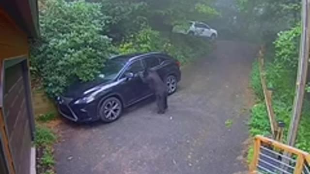 Urso entra em carro estacionado e dá susto um mulher