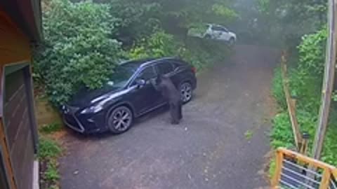 Urso entra em carro estacionado e dá susto um mulher