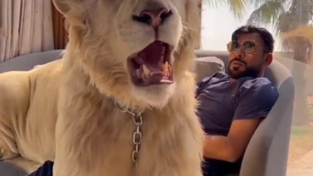 Pets of local tyrants African lions are domineering and fierce
