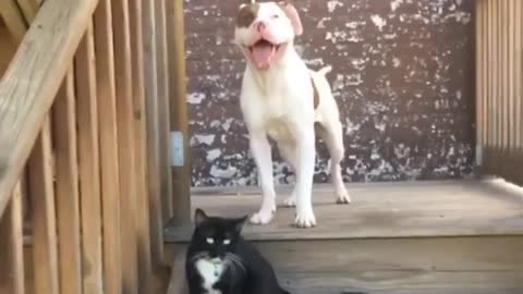 Funniest & cutest Pitbull Puppies