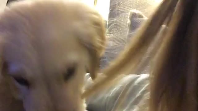 Labrador puppy bites on owner's hair