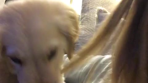 Labrador puppy bites on owner's hair