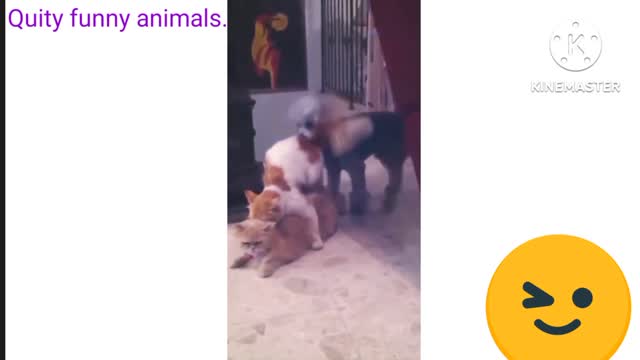 Funny dogs and cats 😁😆😺.