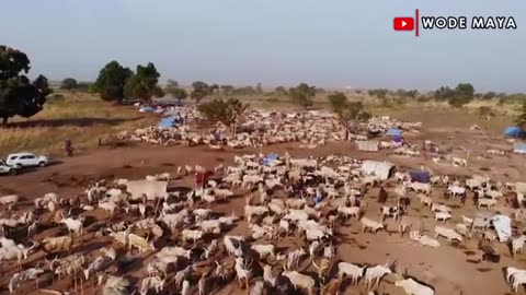 Dying of hair using cow urine-Mundari tribe, Sudan