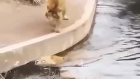 Lion Animal Funny Video # Videos
