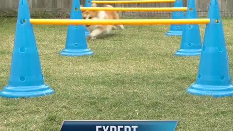 sport corgi