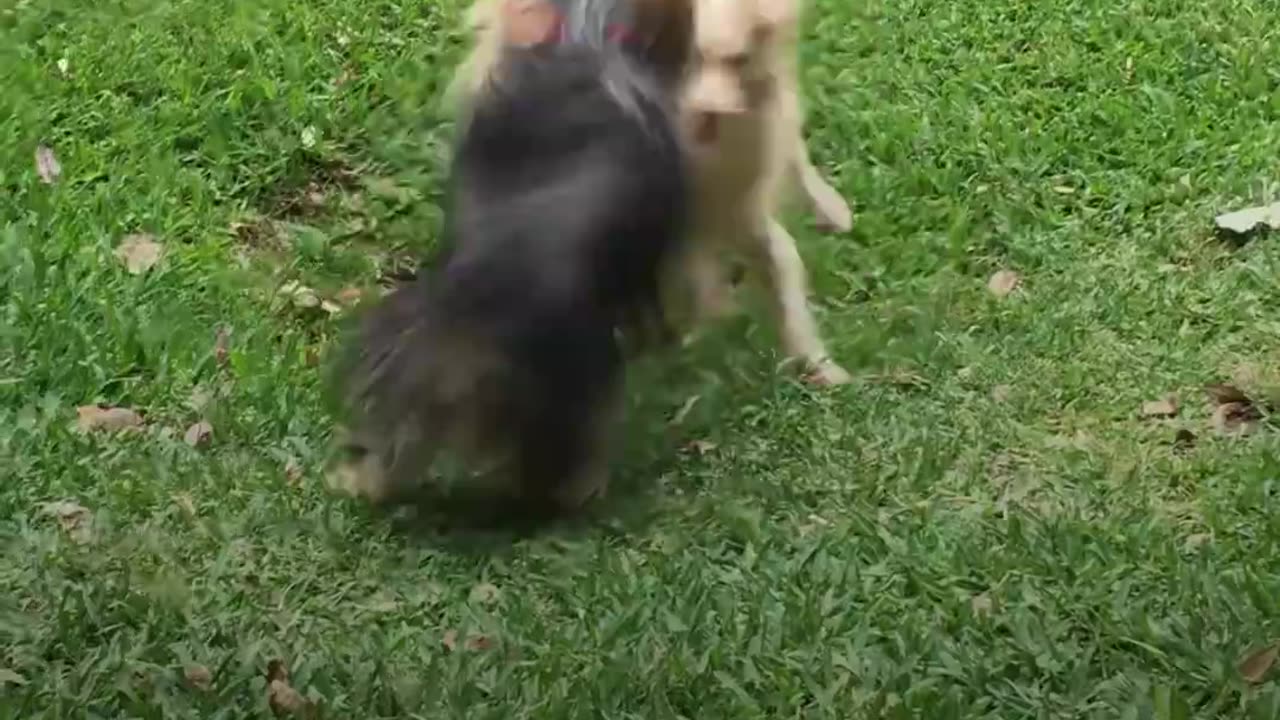 Prancing Dog Finds Forever Home With BEST Foster Mom | The Dodo