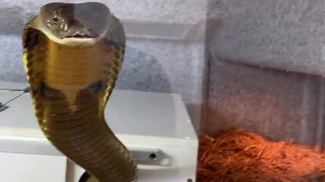 AMAZING COBRA