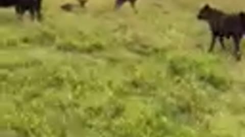 90- Young Angus/AngusX pair and heavy bred. MO