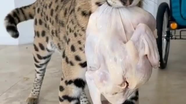 The big cat steals a chicken