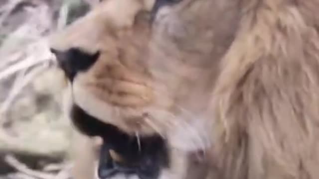 Beautiful hairy male lion roaring ❤️