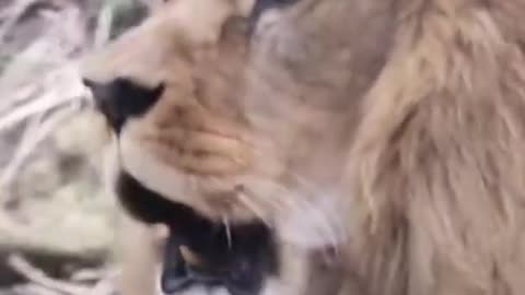 Beautiful hairy male lion roaring ❤️