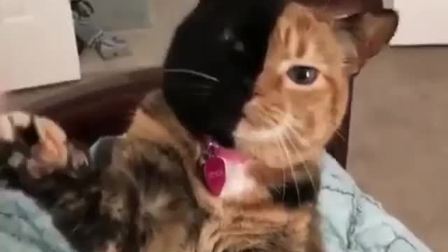 cat giving nice to the owner, cat with two colors