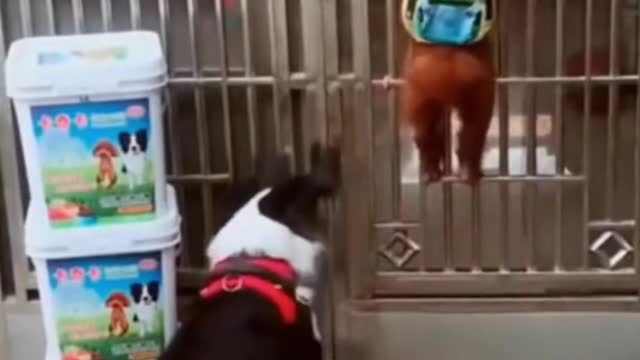 Funniest Smart Dogs Ever