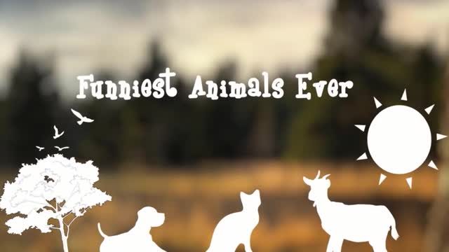 Best Of The Funny Animal Video 2021