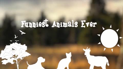 Best Of The Funny Animal Video 2021