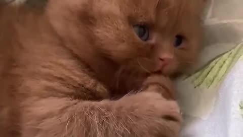 Tiny orange kitten sucking his toes