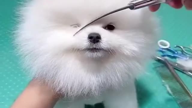 cute & funny dog -tik tok funny dog #shorts