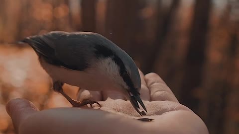 What a beautiful thing birds eat from a man's hand