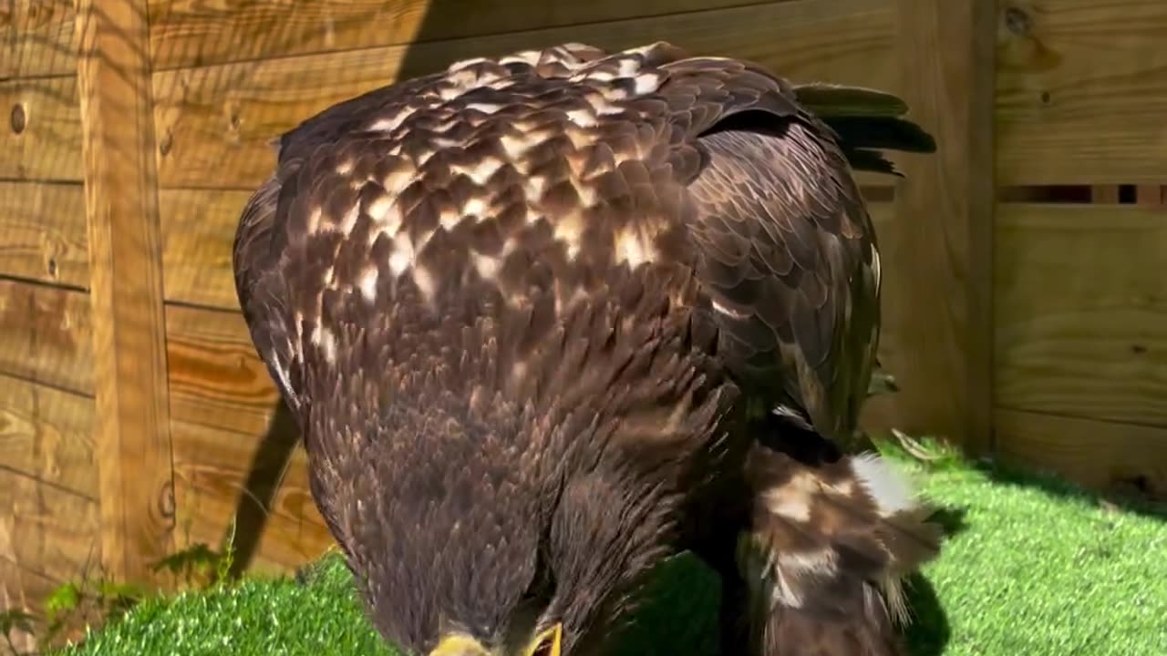 White-tailed eagle, Apollo, is such a big bird that he simply swallows his dinner whole! 😯