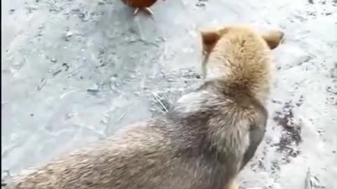 Dog VS Chicken Fight Funny Dog Fight Video 2