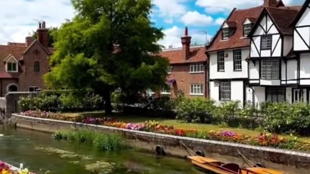 Beautiful little flowers by the river