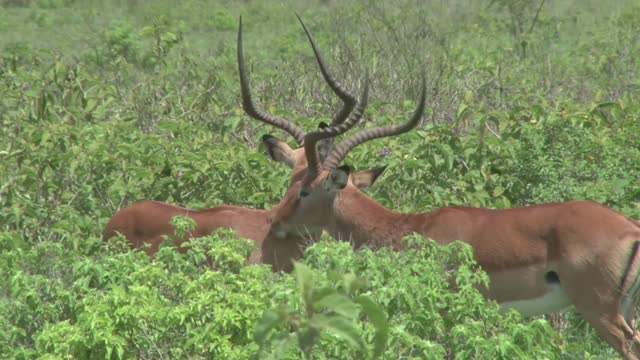 African wild life