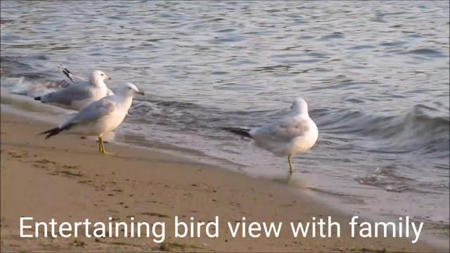 Entertaining Seaside ⛱️🏖️ family of bird in vacation 💞❤️