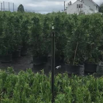 Arborvitae liners available at Highland Hill Farm near Philadelphia call 215 651 8329