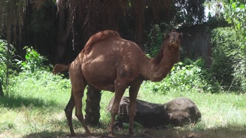 This camel is very big and tall, they can not drink water for several weeks