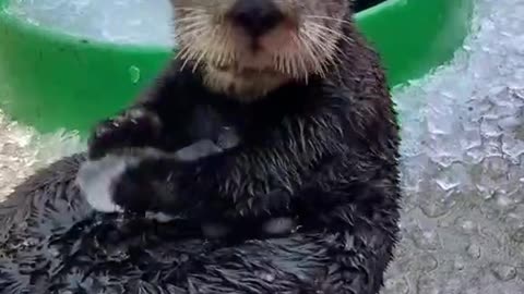 An animal that loves to bathe