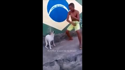 Dogs like to dance in Brazil