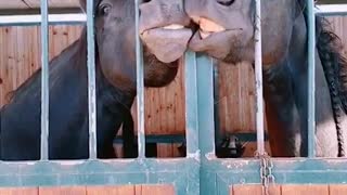 Horses Goofing off in Stables