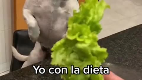 8.Yo con la dieta 🌱 _ Animals Shorts #trending #dog