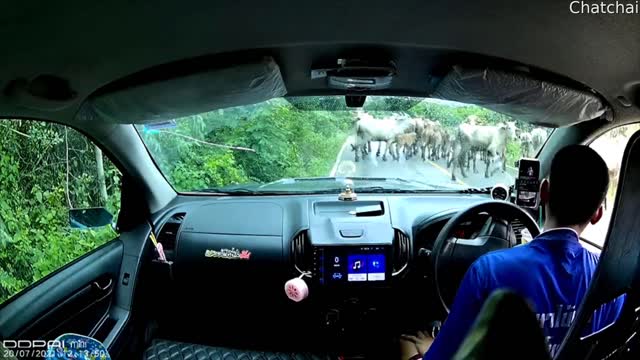 Cattle Behind Curve Almost Crash Car