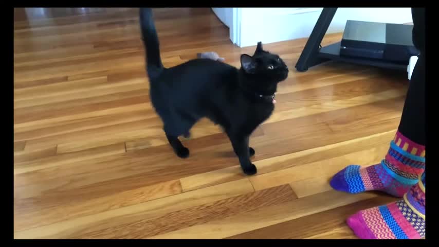 Teach Your Cat To Sit With Clicker Training