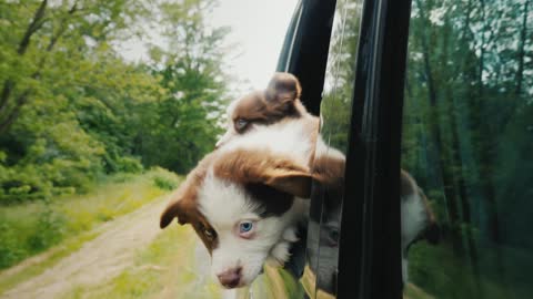 A Brave Puppy Boldly Looks Forward Looking Out Of A Car