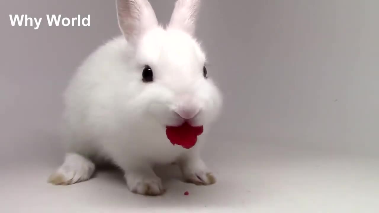 Cute Rabbits - Funny Baby Bunny Rabbit Videos Compilation #04