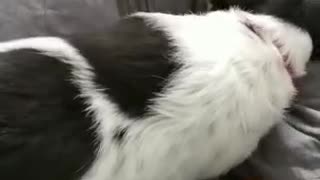 Dog protects her toy from vacuum cleaner as she thinks it's her puppy