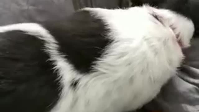Dog protects her toy from vacuum cleaner as she thinks it's her puppy