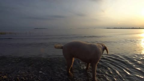 Dogs of various breeds enjoy the beach sunset together, Connecticut