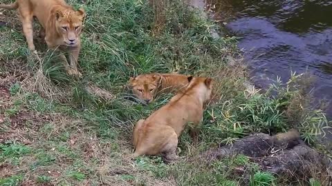 A female lion runs away even though she is trapped