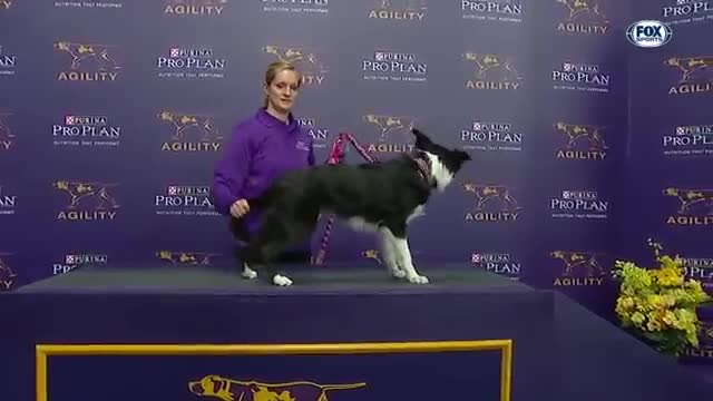 Masters Agility Championship